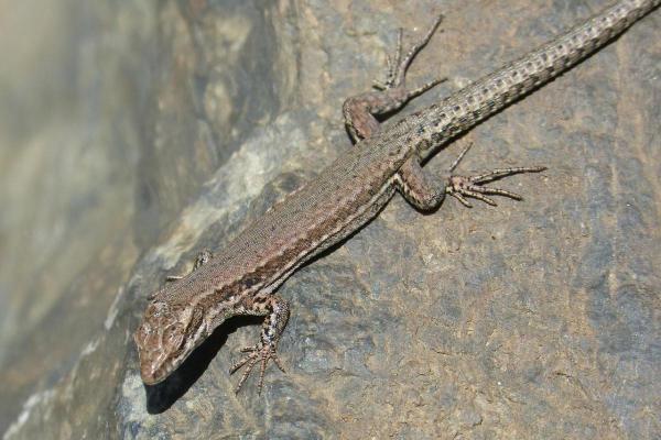 Animal qui se régénère - Liste et exemples - Lézards (sous-ordre Lacertilia)