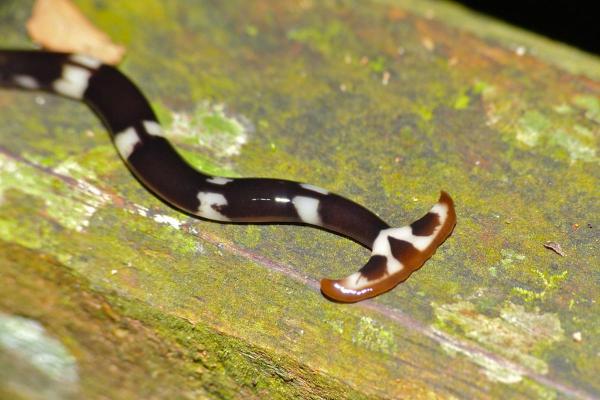 Animal qui se régénère - Liste et exemples - Planaires (Planaria spp.)