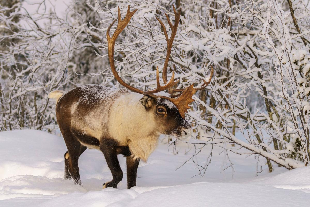 Renne ou caribou : Espèces, alimentation et habitat