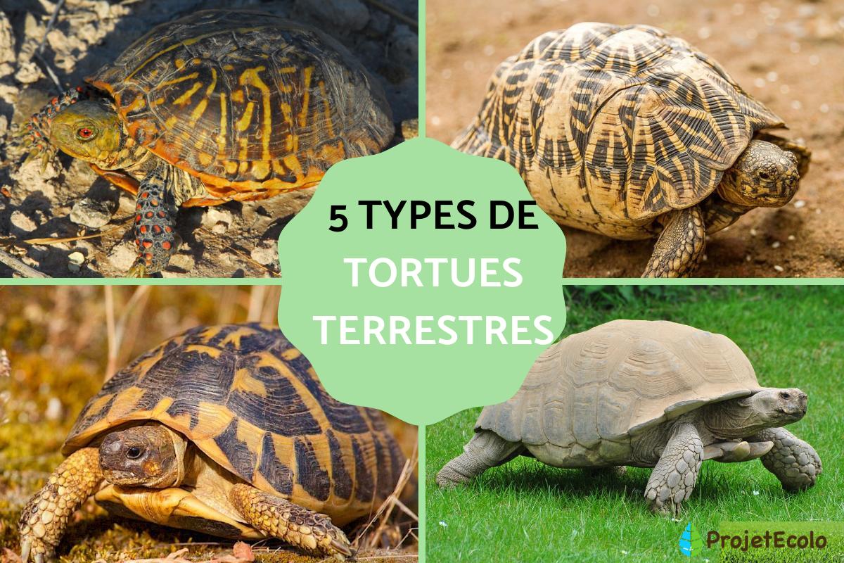 Types de tortues terrestres et caractéristiques