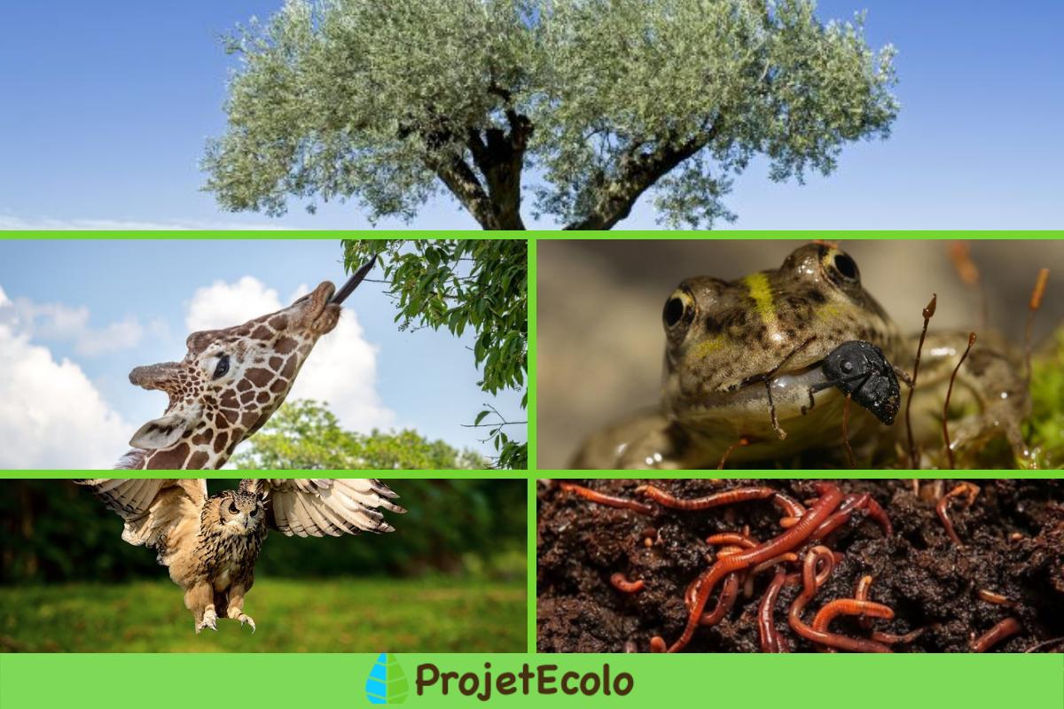 Facteur biotique Définition, caractéristiques, interaction et exemples