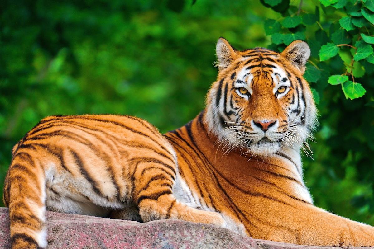 Animaux en voie de disparition - Liste, espèces et photos