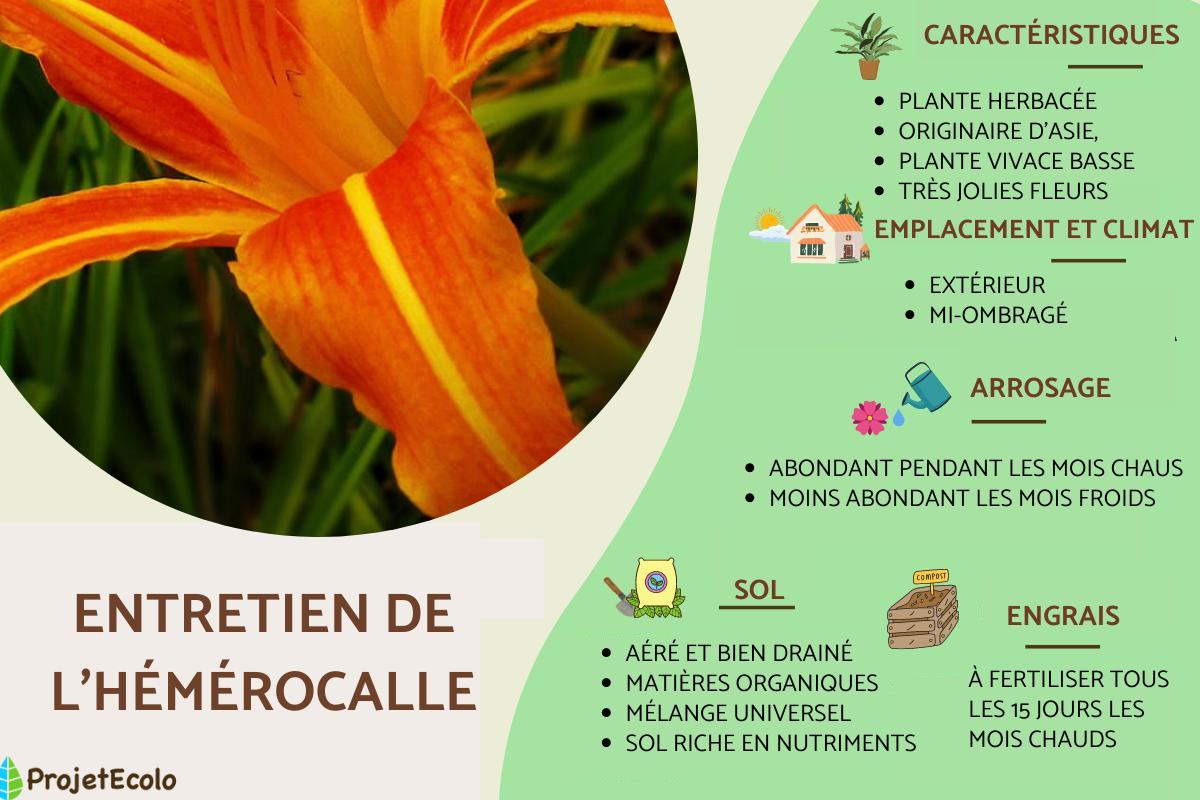 Hémérocalle : entretien et fleurs