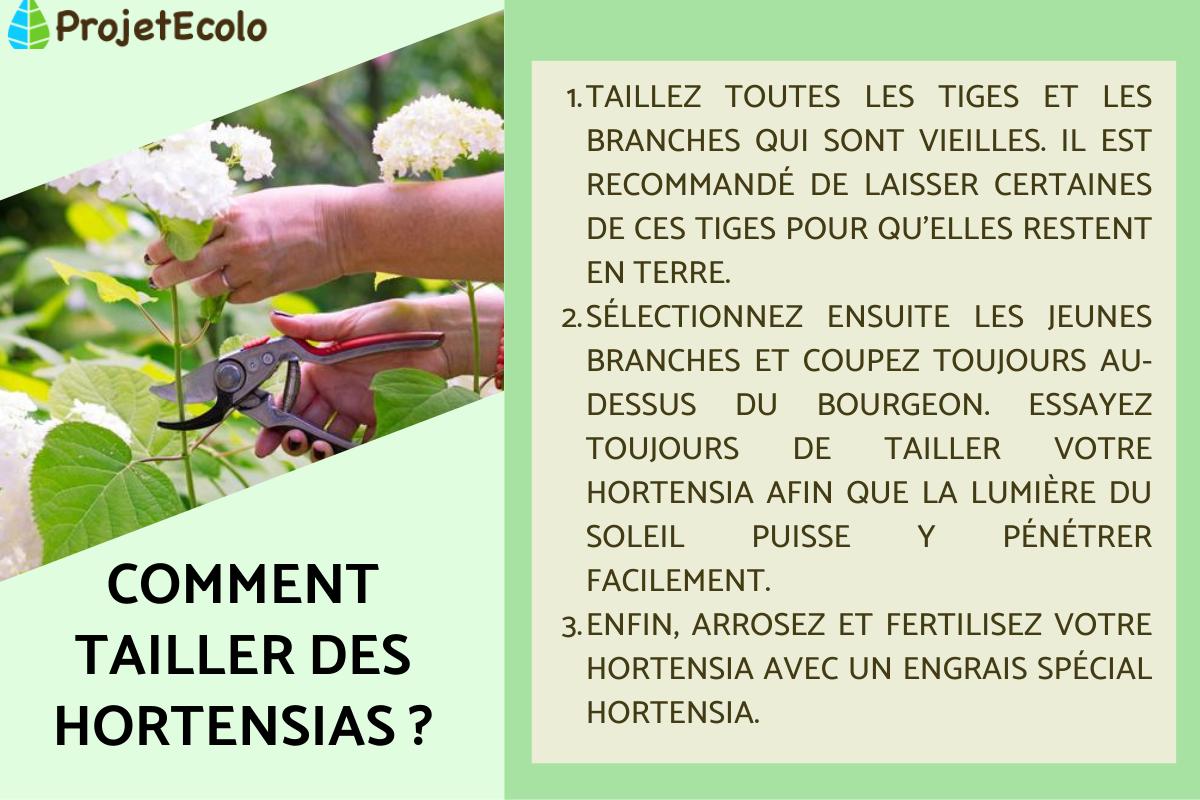 Comment tailler des hortensias ?