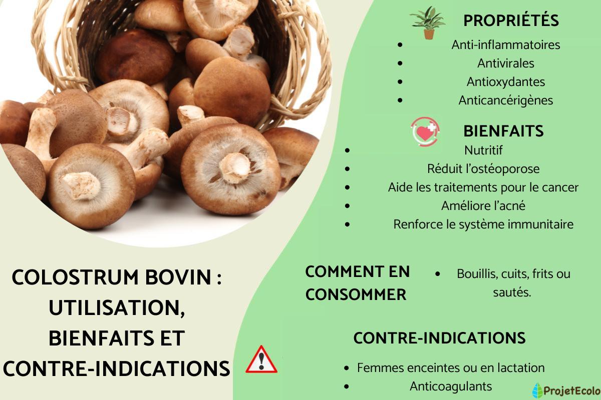 Shiitake : propriétés, bienfaits et contre-indications