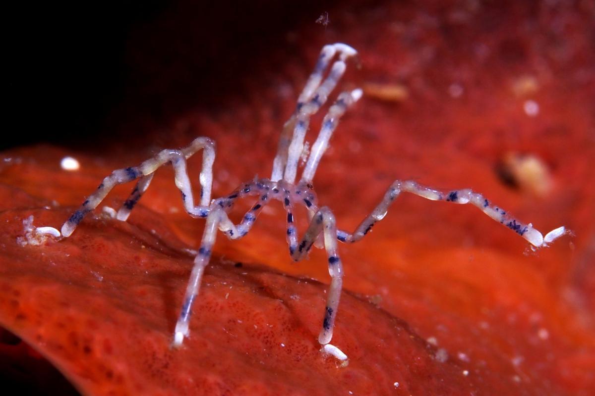 Araignées de mer : caractéristiques, habitat et alimentation