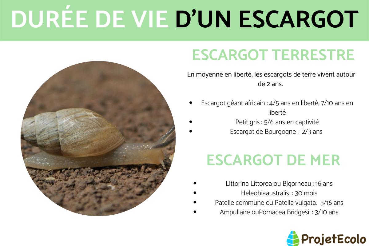 Combien de temps vit un escargot ?