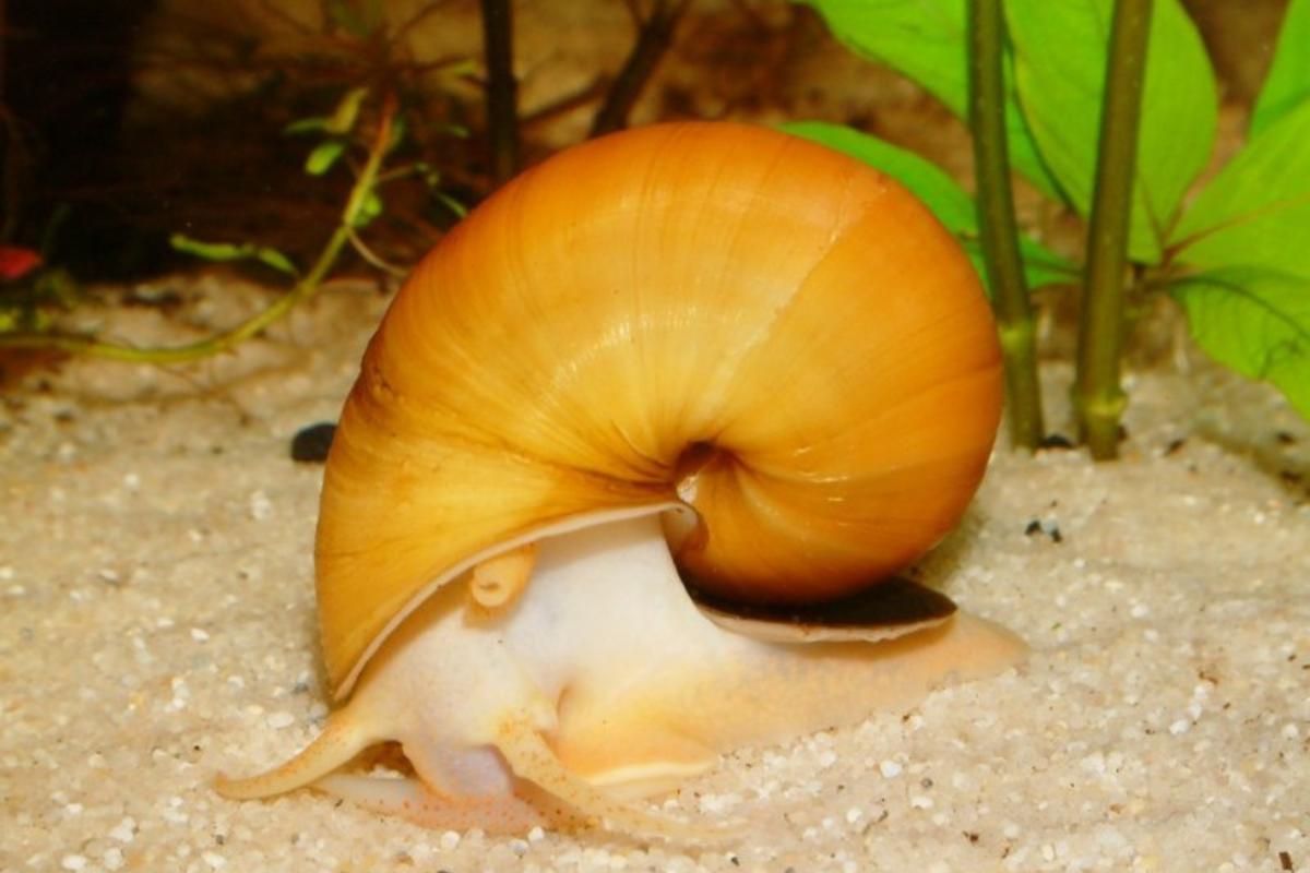 Combien de temps vit un ESCARGOT