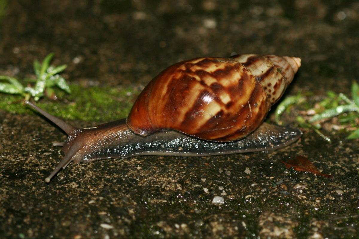 Combien de temps vit un ESCARGOT