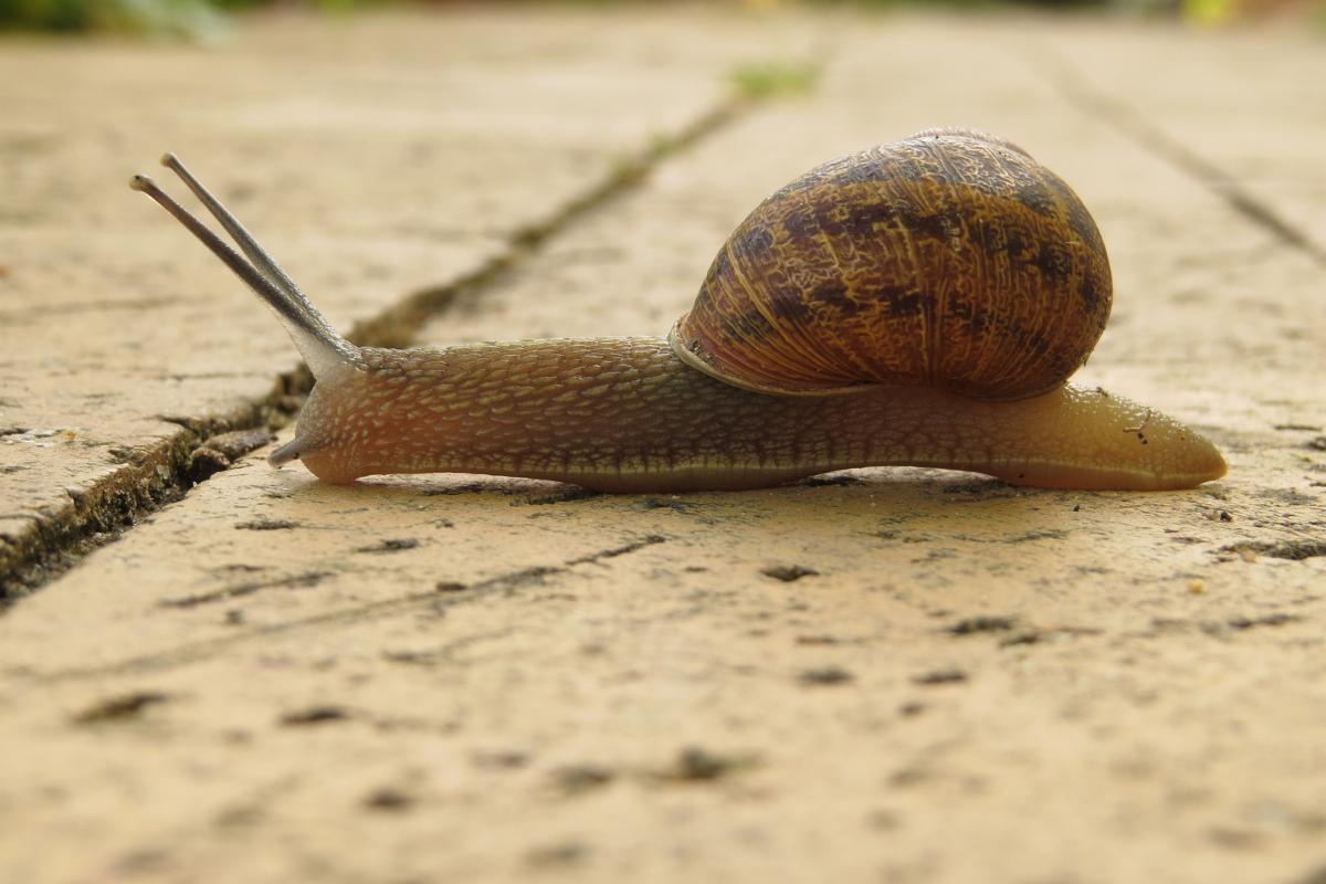 Combien de temps vit un ESCARGOT