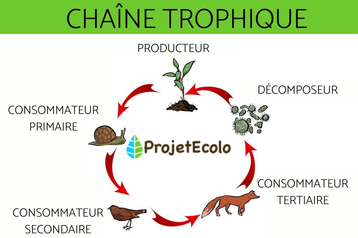 Chaîne trophique - Définition et exemple