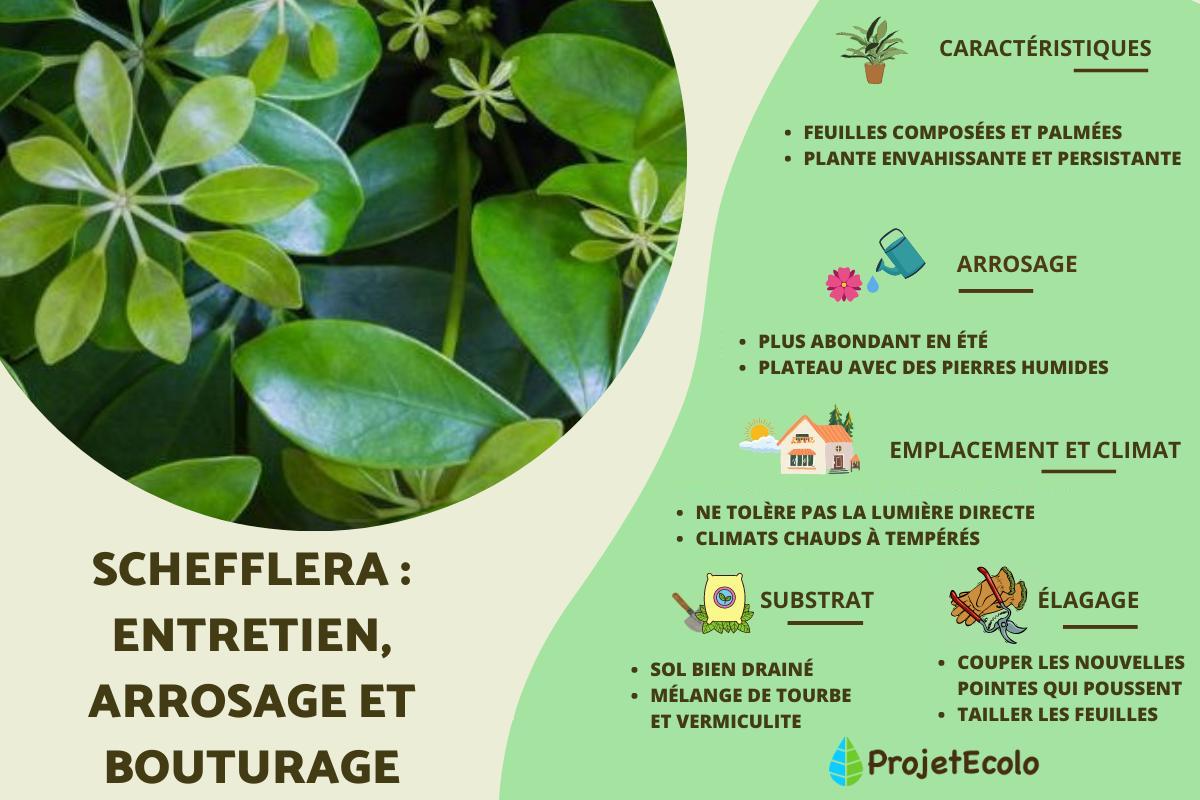 Schefflera : entretien, arrosage et bouturage
