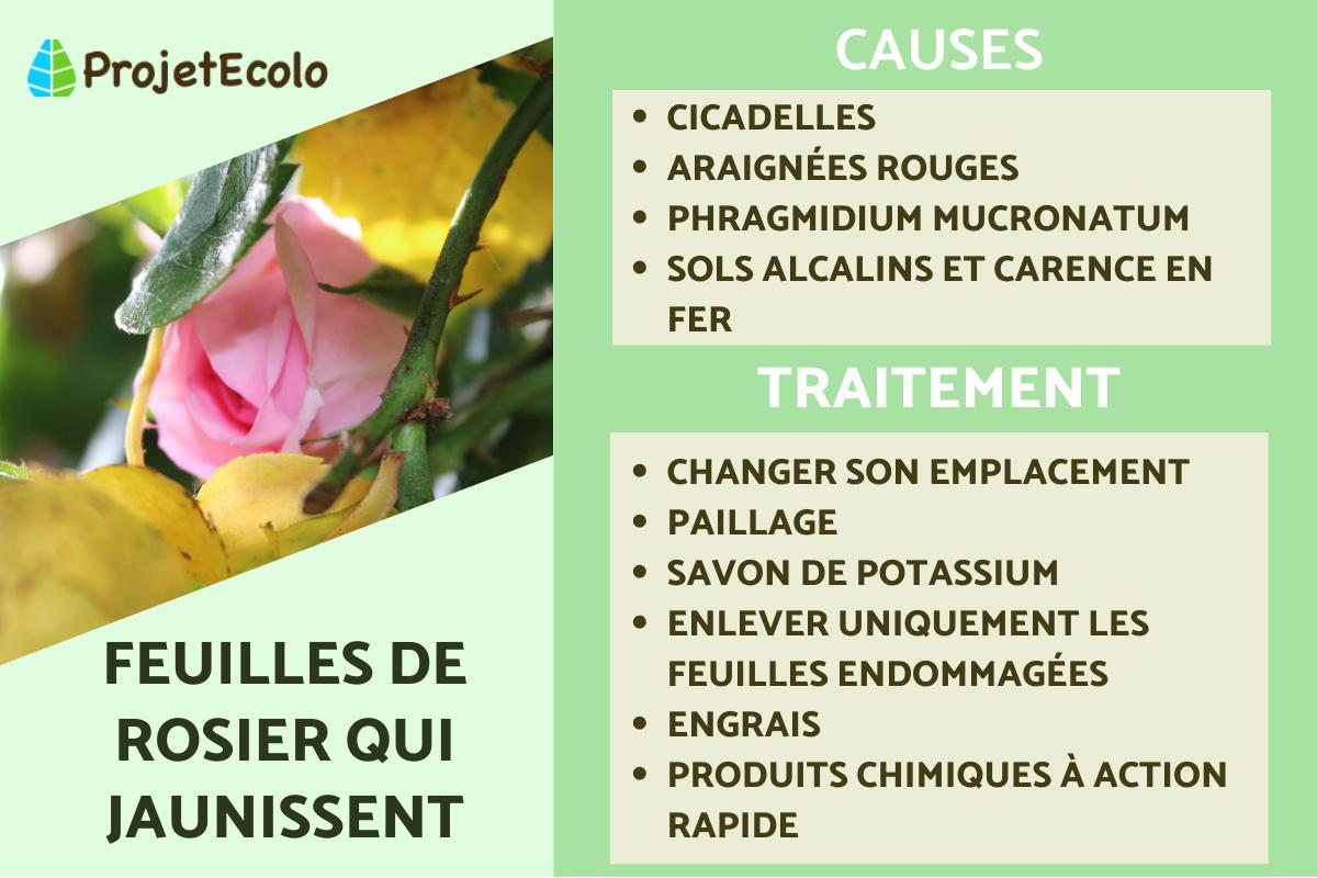 Feuilles de rosier qui jaunissent
