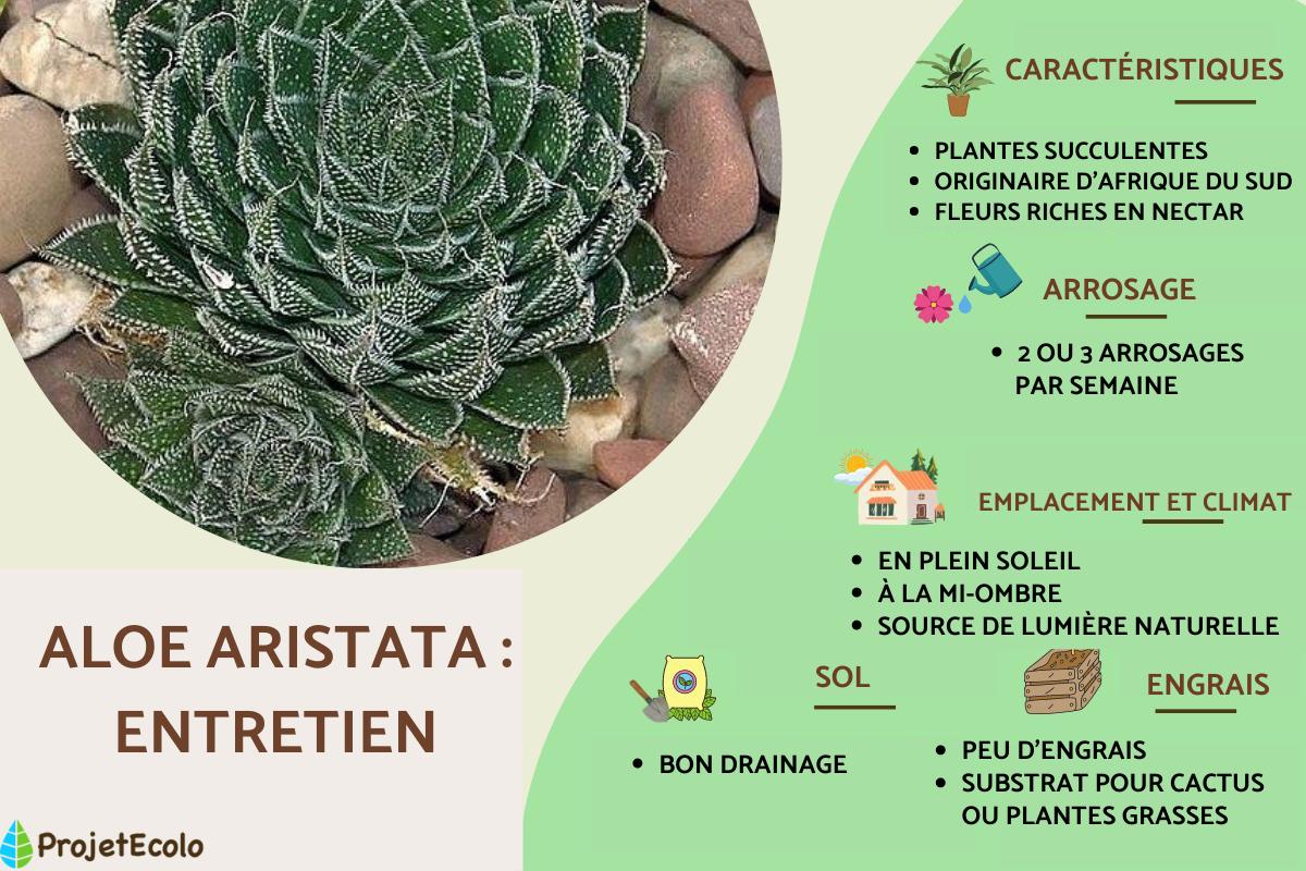 Aloe aristata : entretien