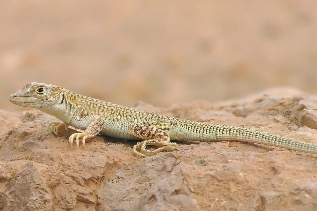 Grenouilles Amphibiens Tropicales Colorées Lézards Et Crapauds