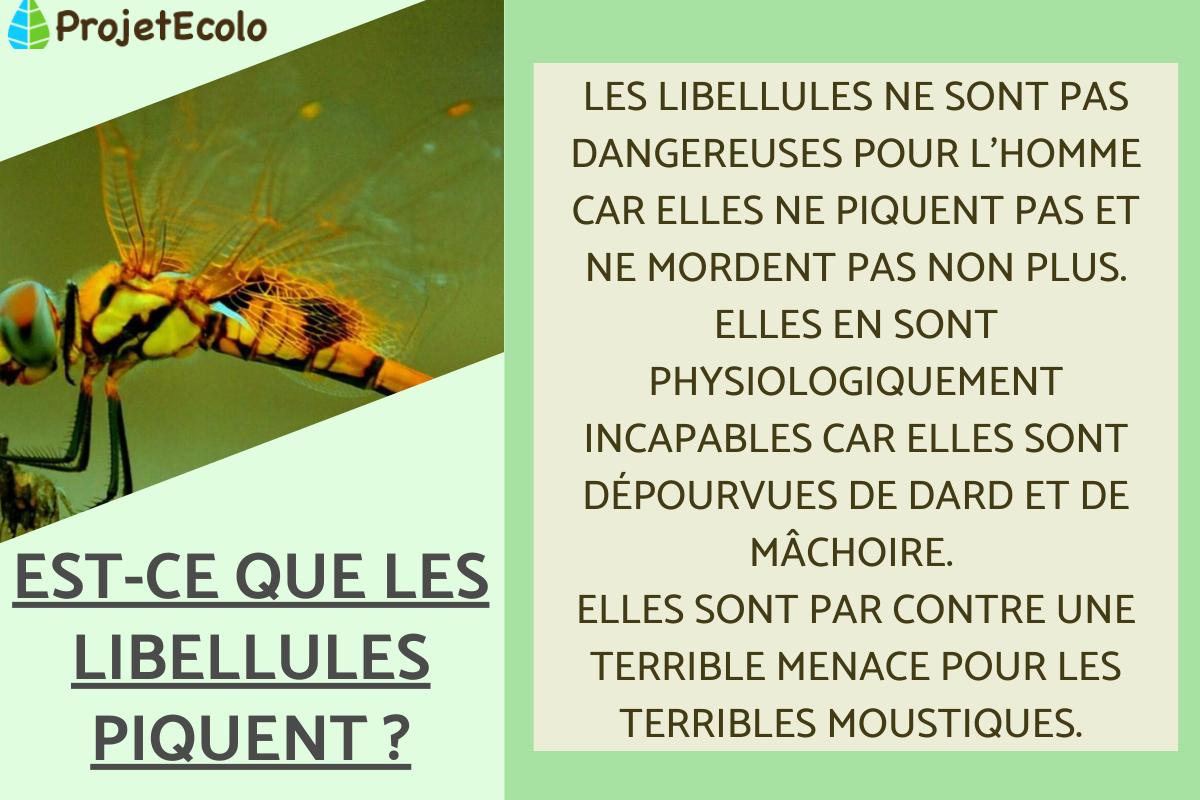 Est-ce que les libellules piquent ?