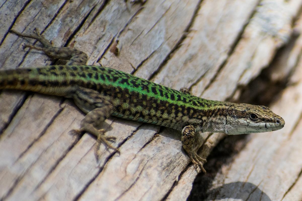 15 Types de lézards Noms et PHOTOS — free download