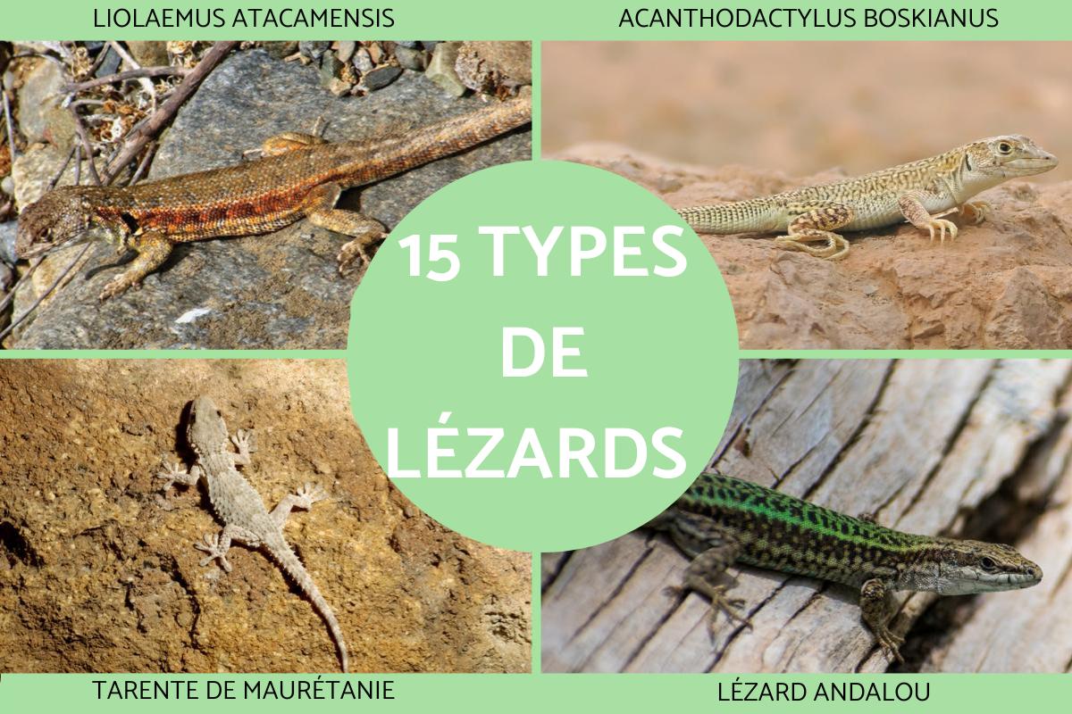 Types de lézards