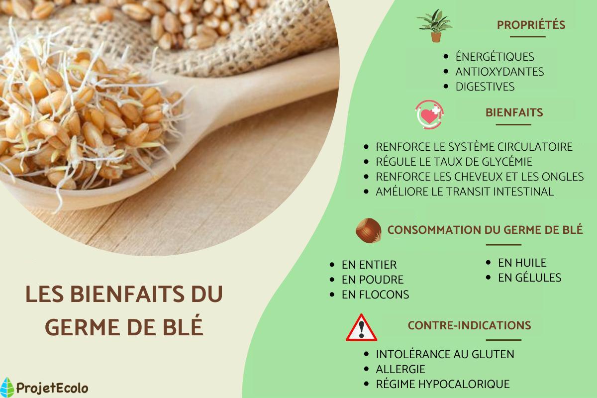 Germe de blé : propriétés, bienfaits et contre-indications