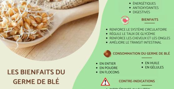 Germe de blé : propriétés, bienfaits et contre-indications