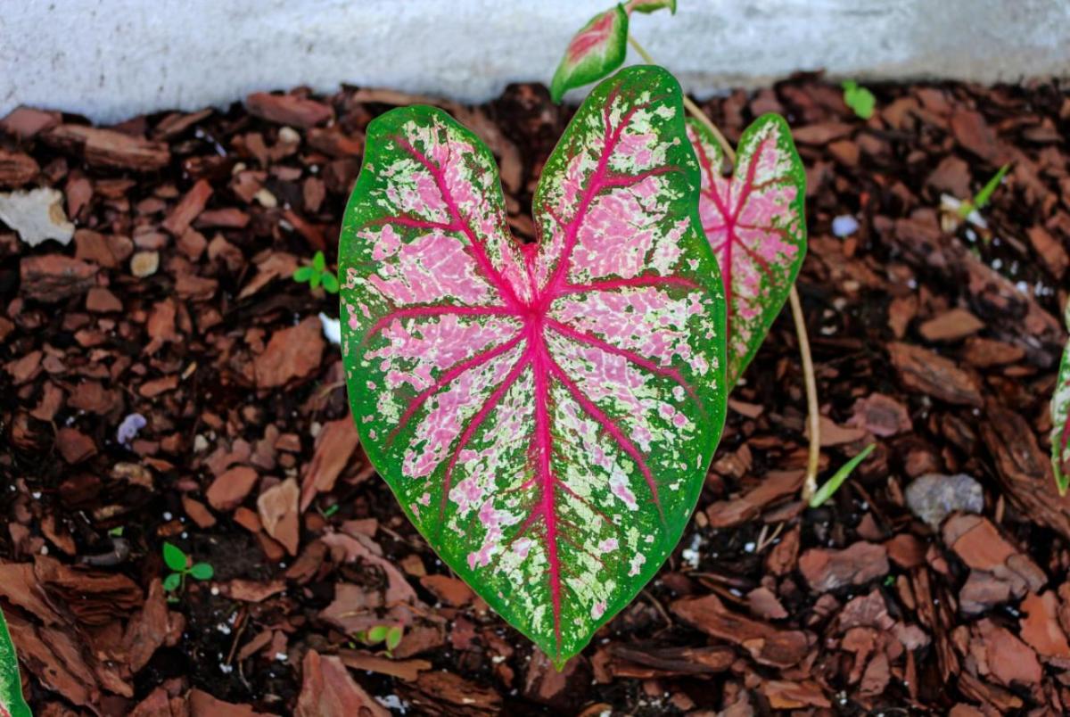 Caladium - Entretien
