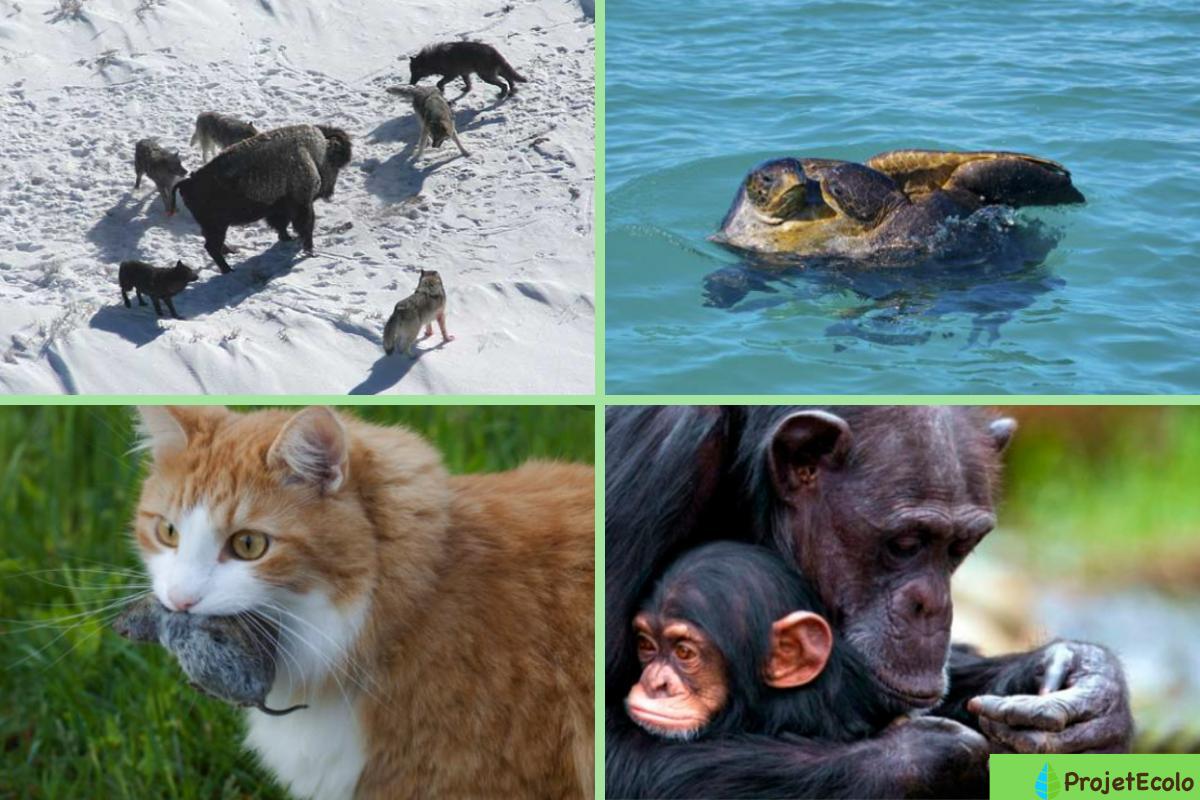 QU'ESTCE QUE L'INSTINCT ANIMAL ? DÉFINITION et EXEMPLE