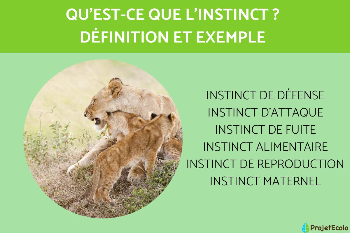 Qu'est-ce que l'instinct - Définition et exemple