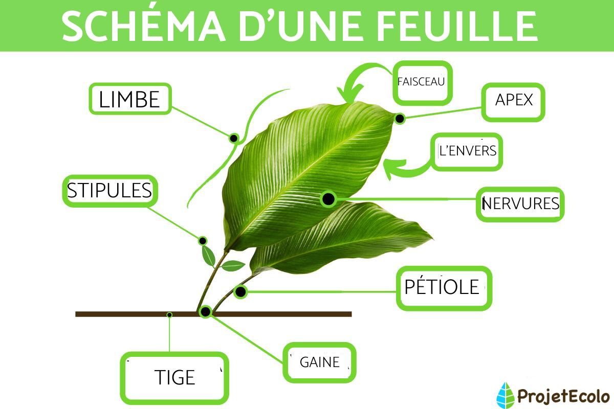 Anatomie d'une feuille - Schéma d'une feuille