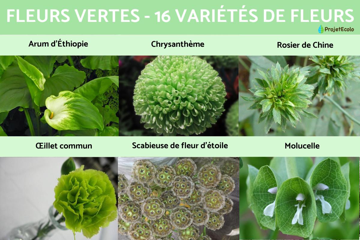Fleurs vertes - 16 variétés de fleurs