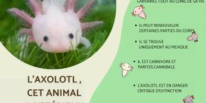 La M TAMORPHOSE Chez Les INSECTES Et Les AMPHIBIENS