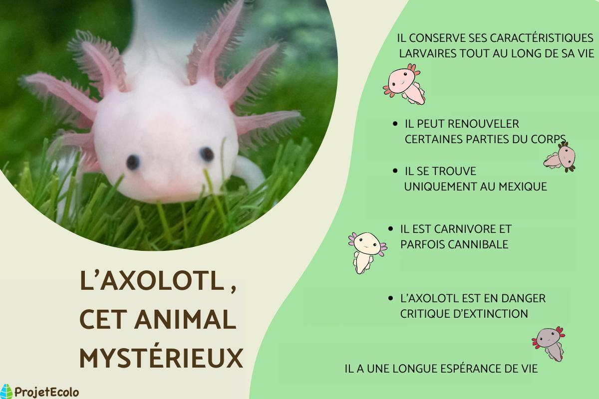 AXOLOTL TAILLE, ALIMENTATION, HABITAT, DURÉE de VIE