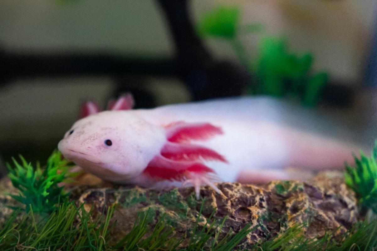 AXOLOTL TAILLE, ALIMENTATION, HABITAT, DURÉE de VIE