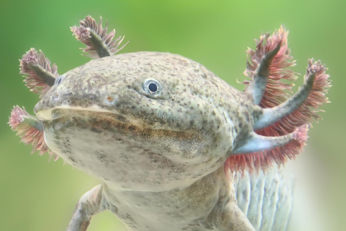 AXOLOTL TAILLE, ALIMENTATION, HABITAT, DURÉE de VIE