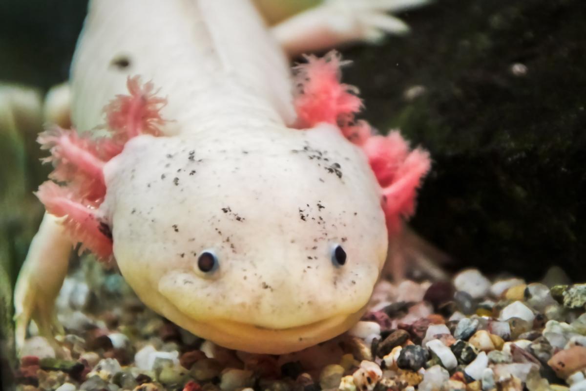 AXOLOTL TAILLE, ALIMENTATION, HABITAT, DURÉE de VIE