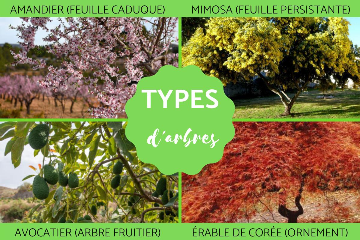 Les différents types d'arbres