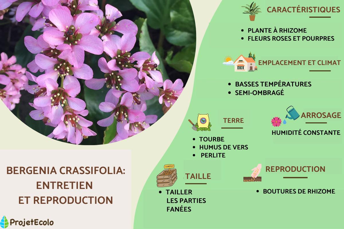Bergénie à feuilles charnues : entretien et reproduction