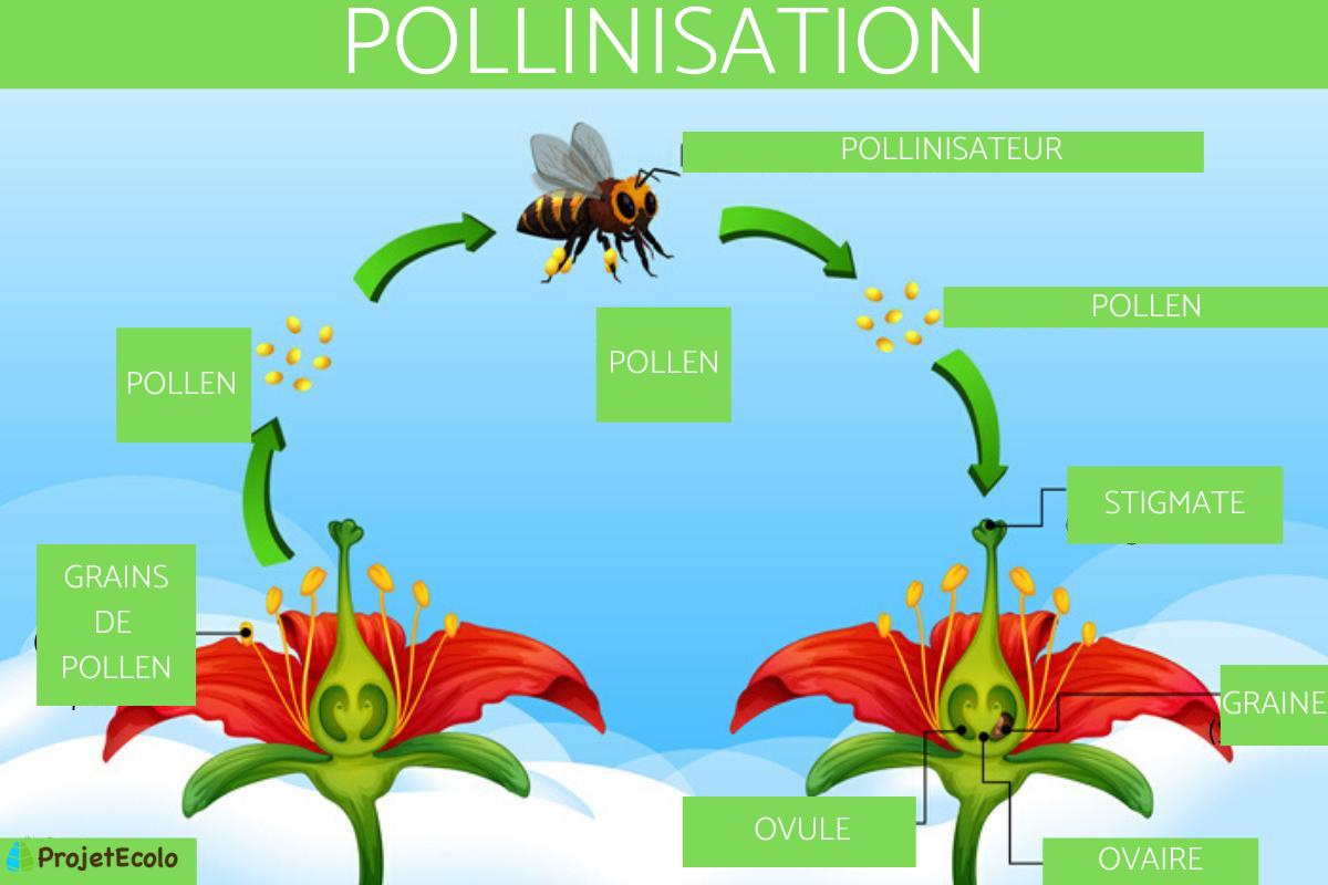 Qu'est-ce que la pollinisation