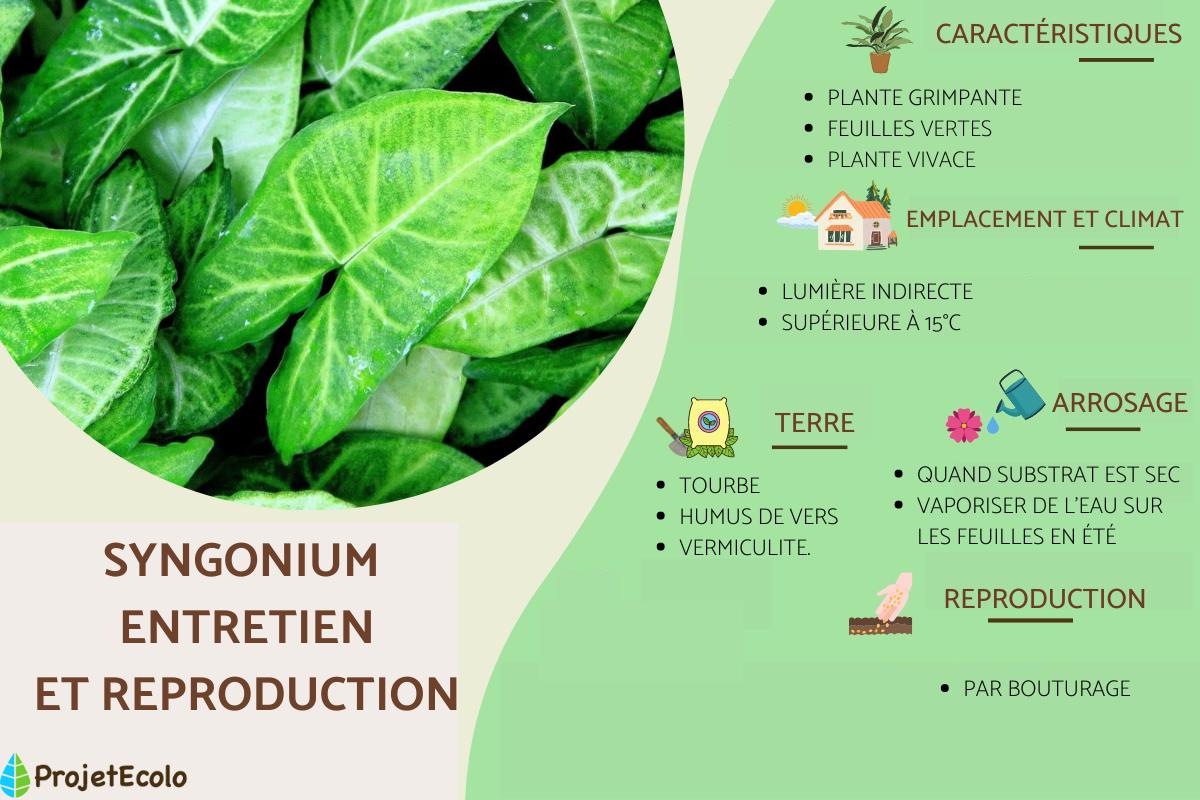 Syngonium ou patte-d'oie : entretien, types et reproduction