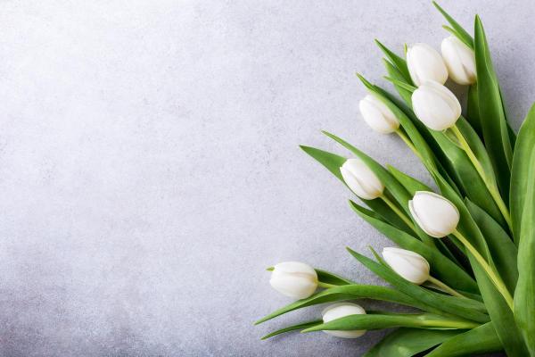 Signification des tulipes - Signification de la tulipe blanche