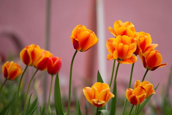 Signification des tulipes - Signification de la tulipe orange