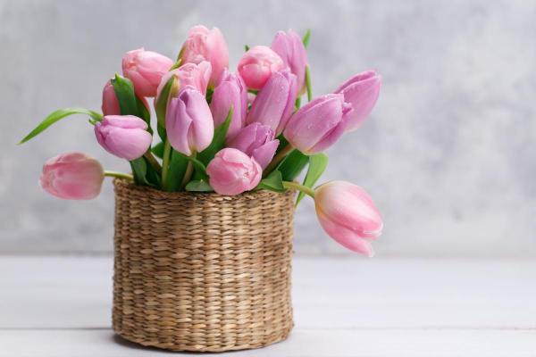 Signification des tulipes - Signification de la tulipe rose