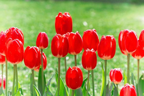 Signification des tulipes - Signification de la tulipe rouge