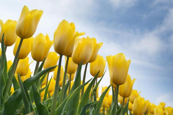 Signification des tulipes - Signification des tulipes jaunes