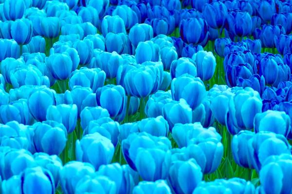 Signification des tulipes - Tulipes bleues
