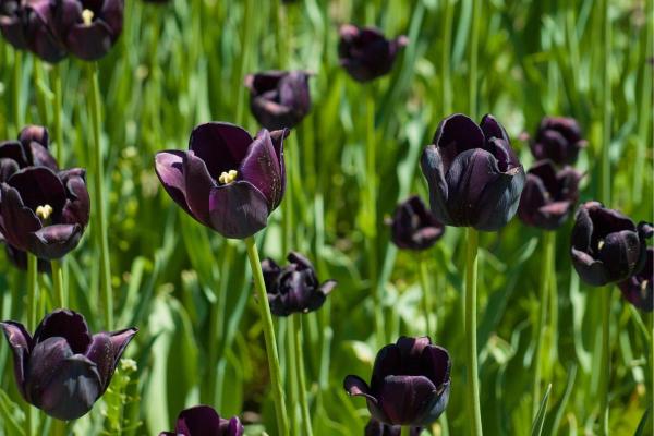 Signification des tulipes - Tulipes noires