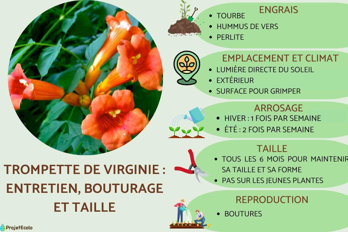 Trompette de Virginie : entretien, bouturage et taille