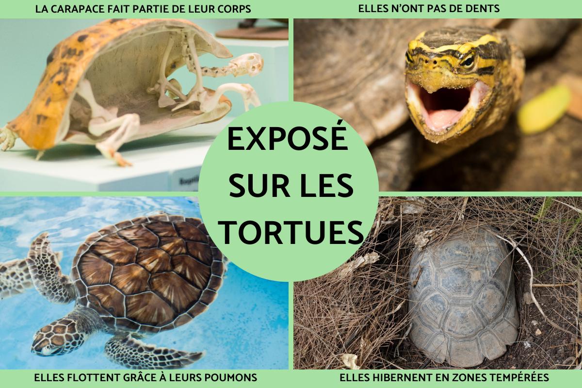 Exposé sur les tortues