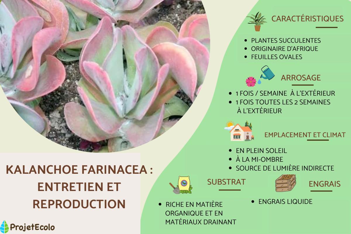 Kalanchoe farinacea : entretien et reproduction
