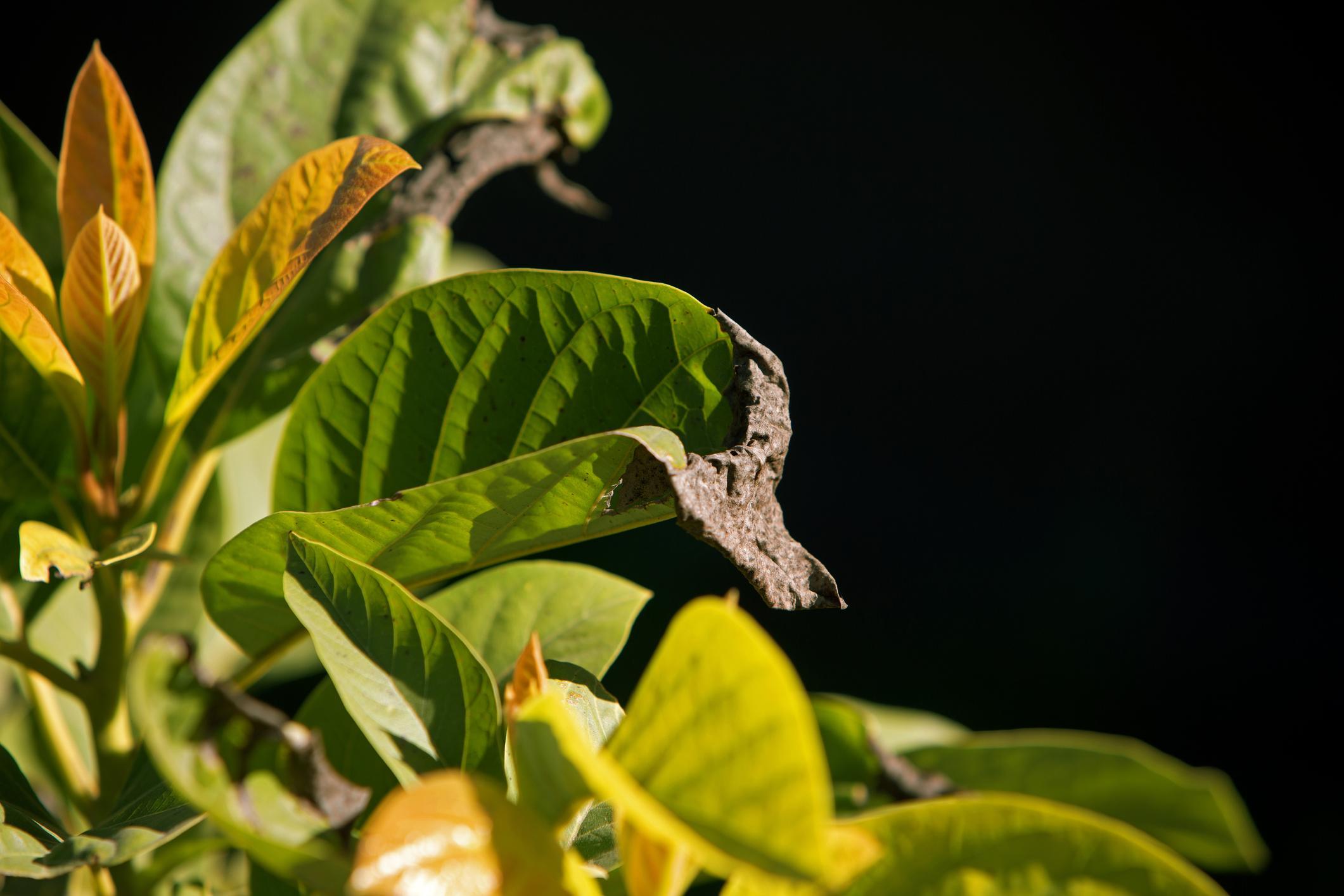 Avocatier avec des feuilles marrons causes et traitement