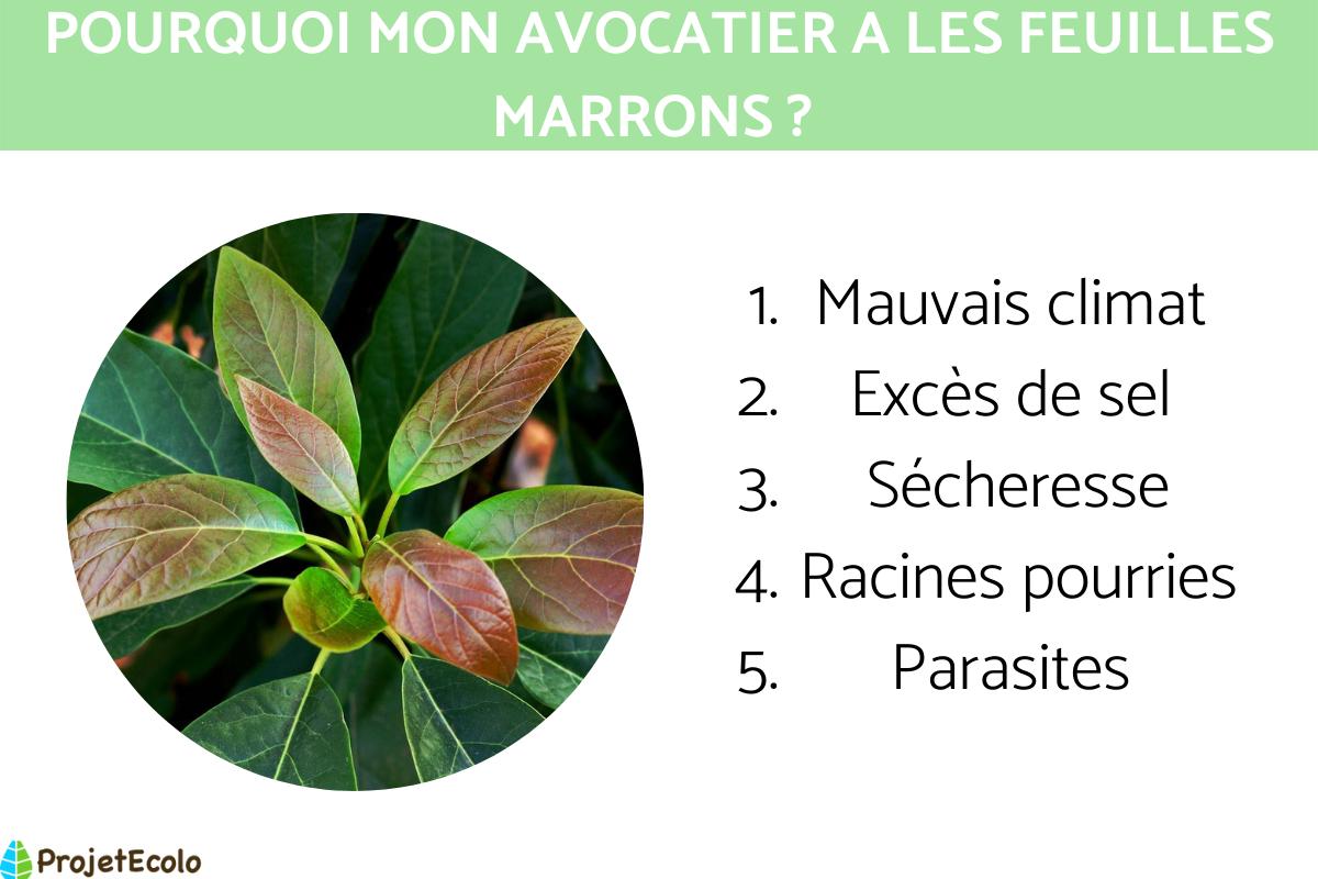 Avocatier avec des feuilles marrons : causes et traitement